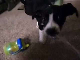 Kennel Cough 3 month old puppy