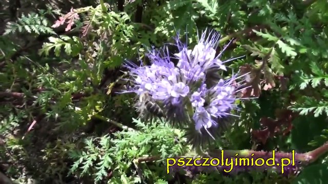 Pszczoły na facelii HD- pszczolyimiod.pl