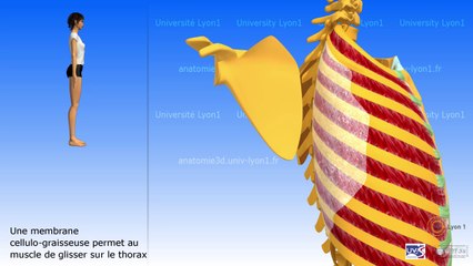 Le dentelé antérieur
