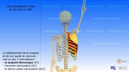 L'épaule. Un concept dépassé. Nouveaux concepts
