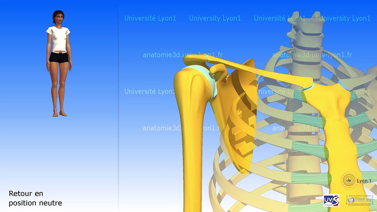 Les mouvements de la scapula