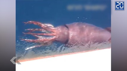 Un calmar colossal vu par des pêcheurs ! - Le Rewind du vendredi 24 juillet