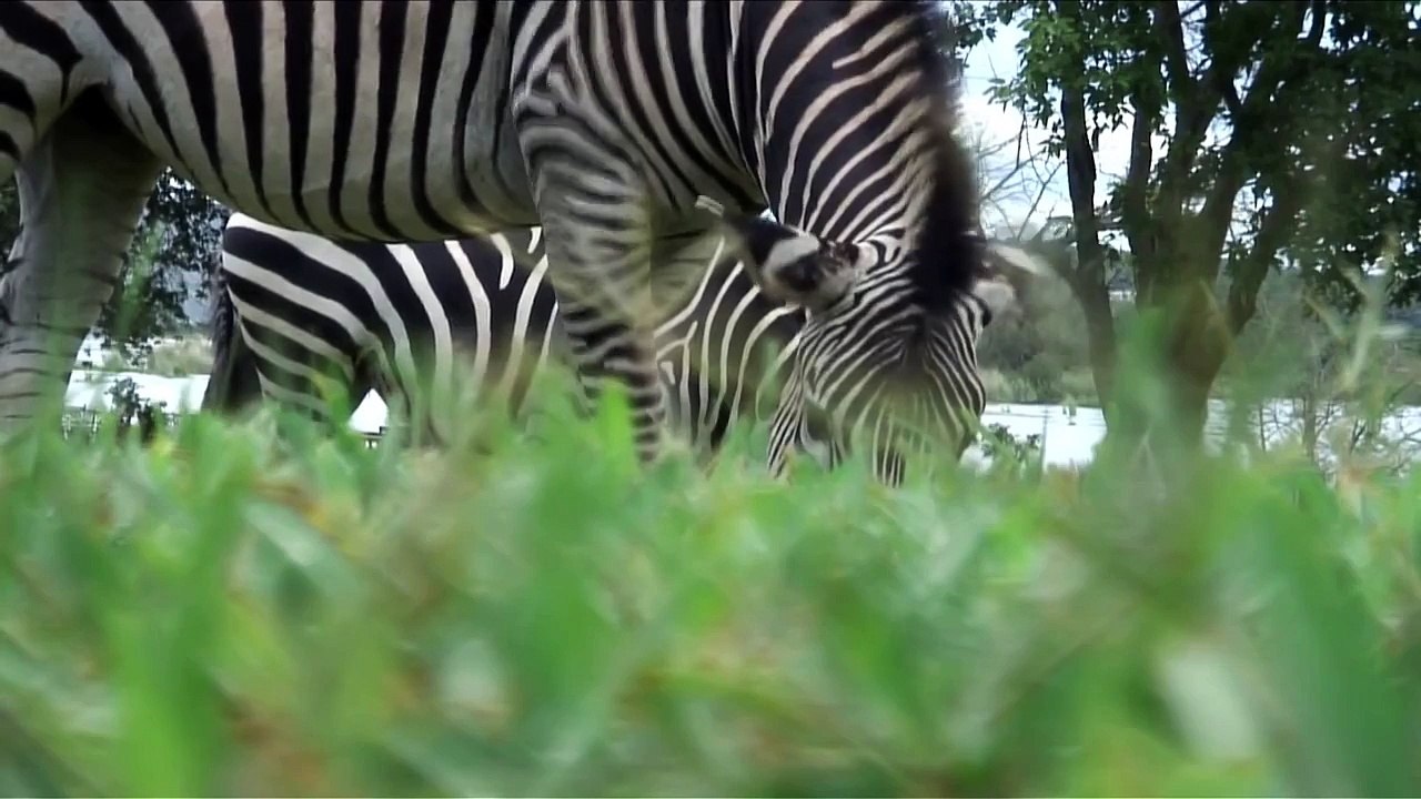 ZEBRA GIRAFFE SÜDAFRIKA
