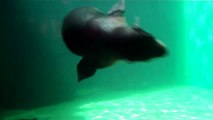 Fur Seals Swimming at Seattle Aquarium