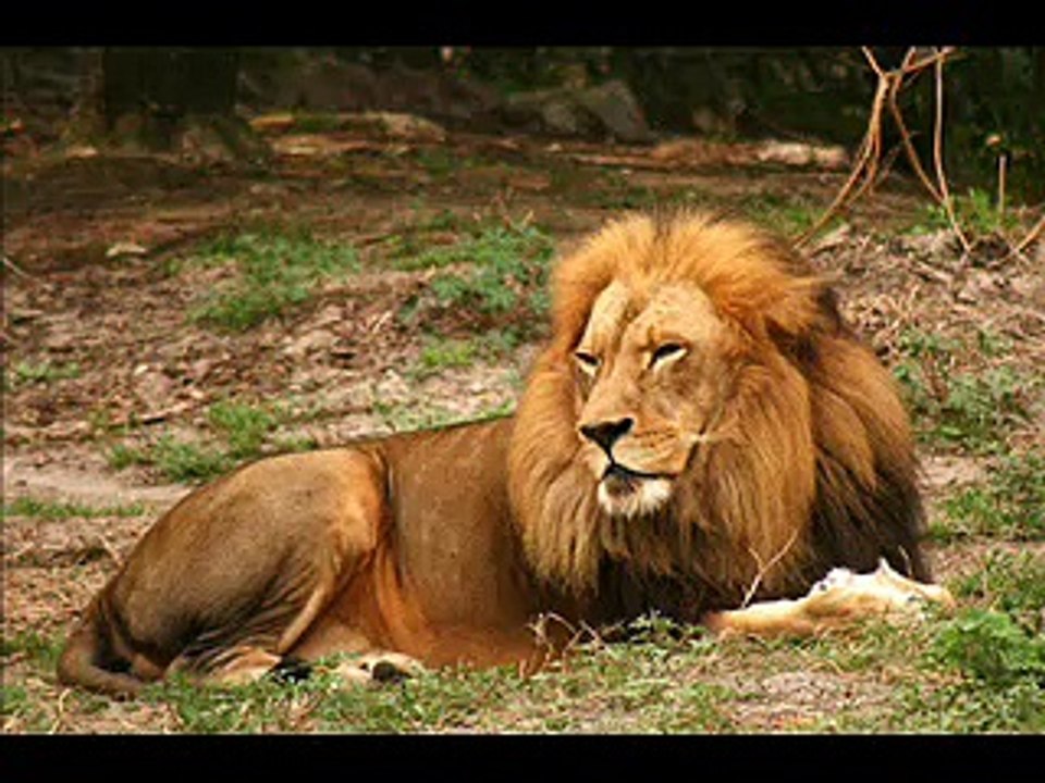 Save Lions