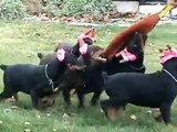 Champion Unique Best of Island IPO1 Doberman puppies playing Tug of War