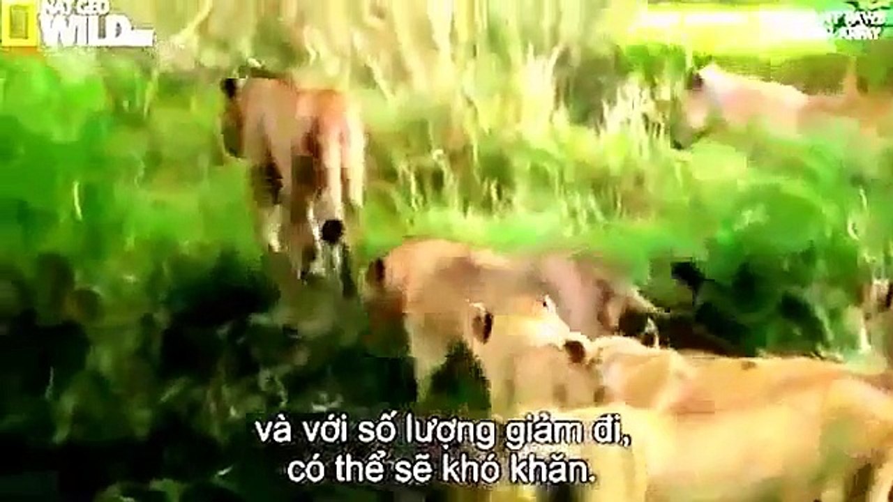 Lion Attack Zebra | Animal Planet 2015 | Wildlife Documentary | National Geographic Animal