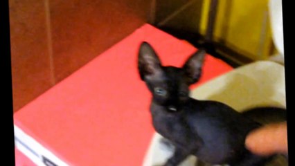 Cat go to the toilet / Initiation d'un bébé Sphynx sur la toilette