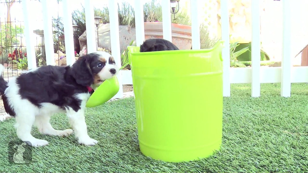 One Cavalier Puppy In A Bucket, One Cavalier Puppy Outside The Bucket