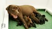 One Week Old Chocolate Lab Puppies Wiggle Like Worms
