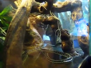 Thamnophis en chasse