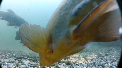 la tanche sur tapis d'amorce sur 3h30 de film, tanche a gogo, bamboulé