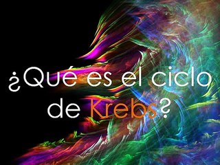 Glucolisis \ Ciclo de Krebs \ Cadena de transferencia de electrones.