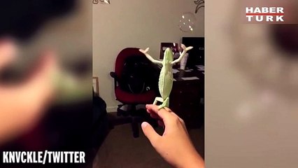 baloncuk yakalamaya çalışan bukalemun