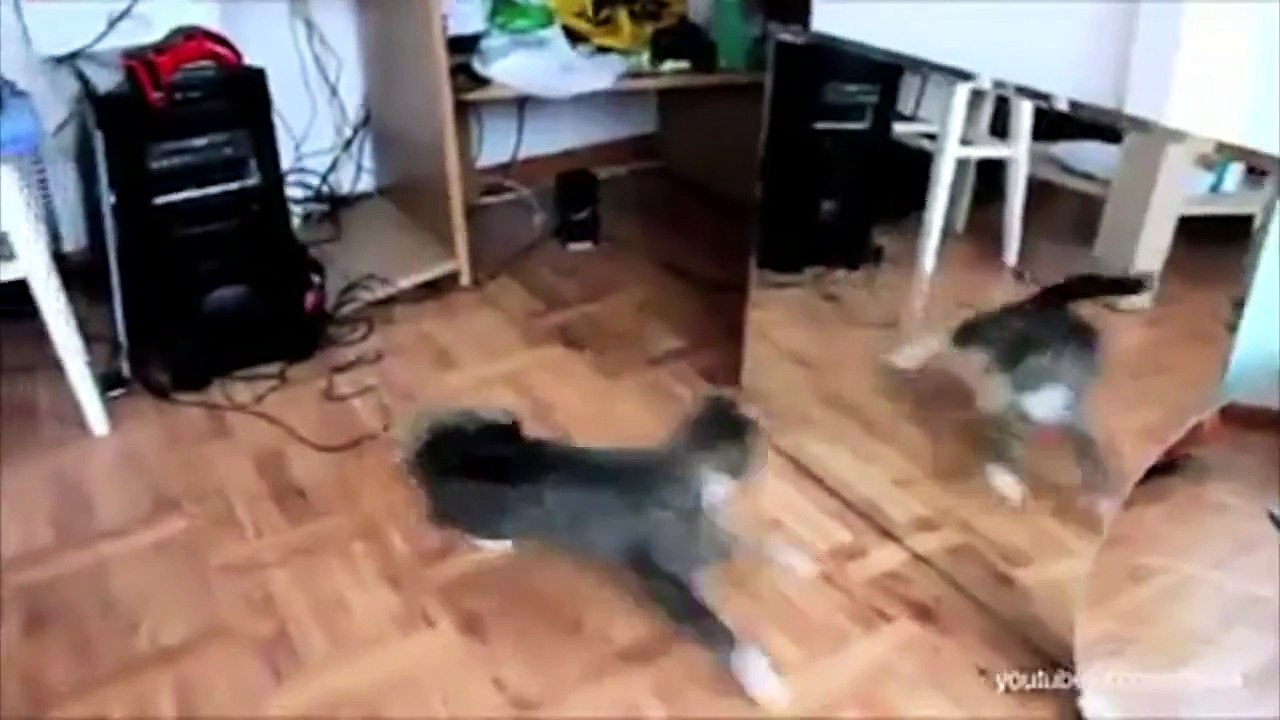 Funny Puppies
