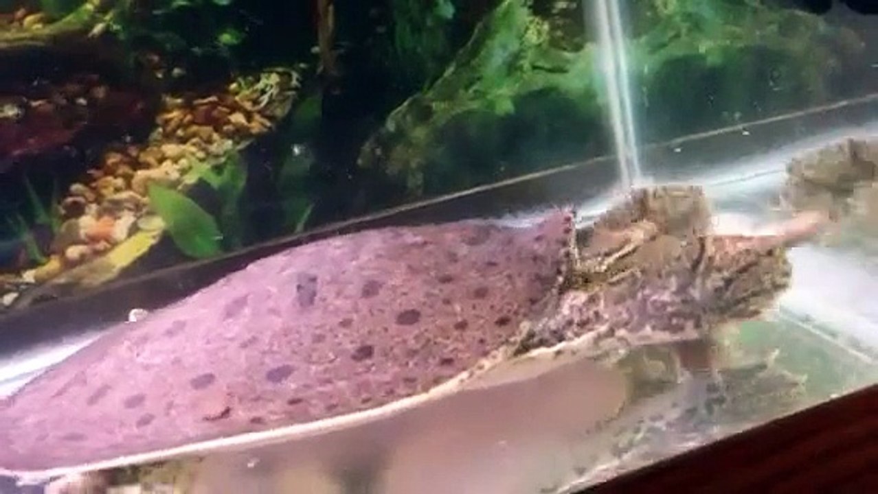 Florida soft shell turtle hybrid eating fish