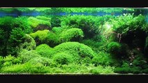 Planted Tanks - Aquarium Aquascaping Contest 2008
