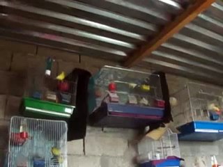 Frill canary singing