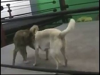 WWA4 DOG WRESTLING:  WOLF VS. ALLIE