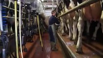 Milking Process -- Smaller parlour, 12 units, 1 person milking