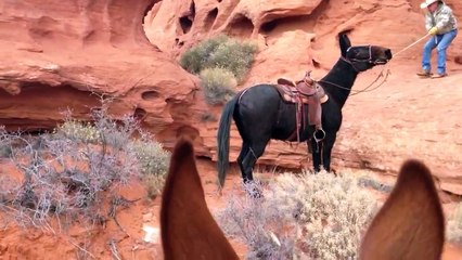 Rock Hopping--Extreme Mules