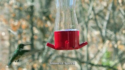 Rufous Hummingbird "in flight" video