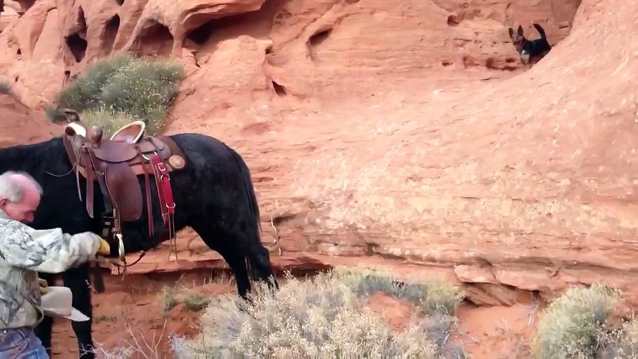 Why it is safer ON the mule, than off of it.  Extreme Mules