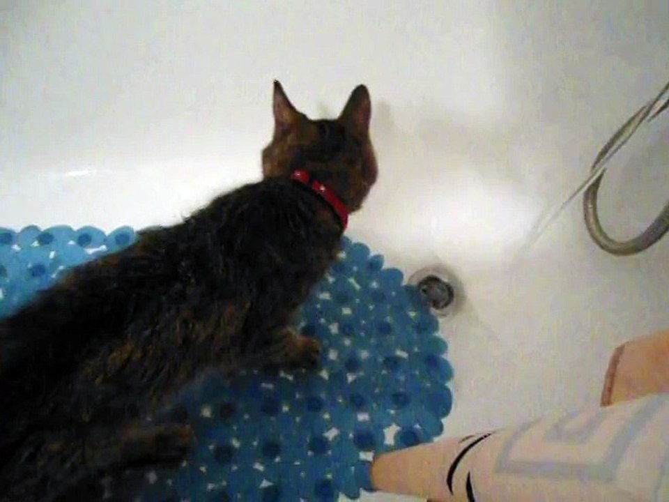 titi très soif bois dans la baignoire