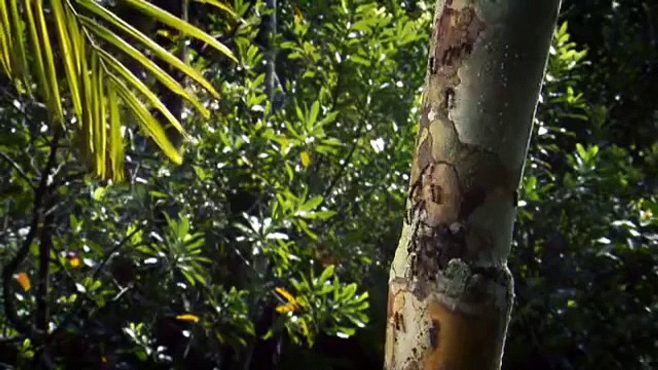 ANTS :: Nature's Secret Power Full :: With Bert Hölldobler