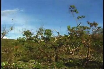 BIOMA BRASIL - Bioma Cerrado 1