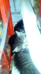 Video 1 of 2, of three little kittens hiding out in the corner of my balcony - uber cute!!