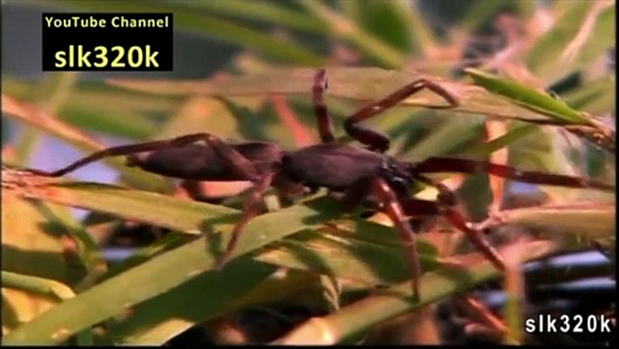 White Tail Spider