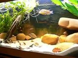 Tank for Geophagus sp. Tapajos RH