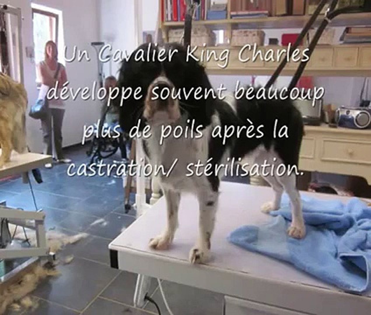 ⁣grooming a cavalier king charles spaniel