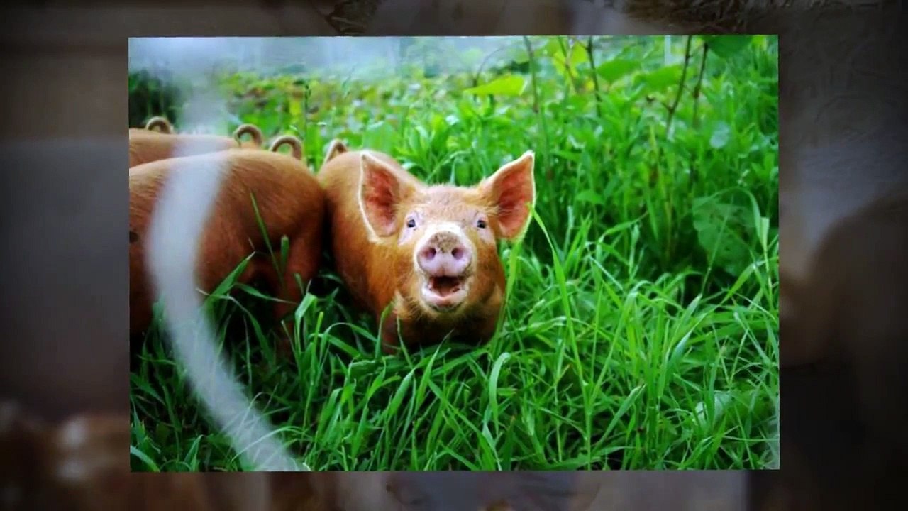 Barrie, Ontario Natural Meat - Benefits of Pastured Pork