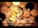 2012 09 19 Varroa mite control in a honey bee hive using for