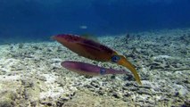 Bonaire 2012 scuba diving: Dancing reef squid