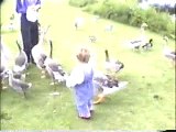 Feeding The Geese