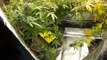 250 watt hps medical marijuana grow..