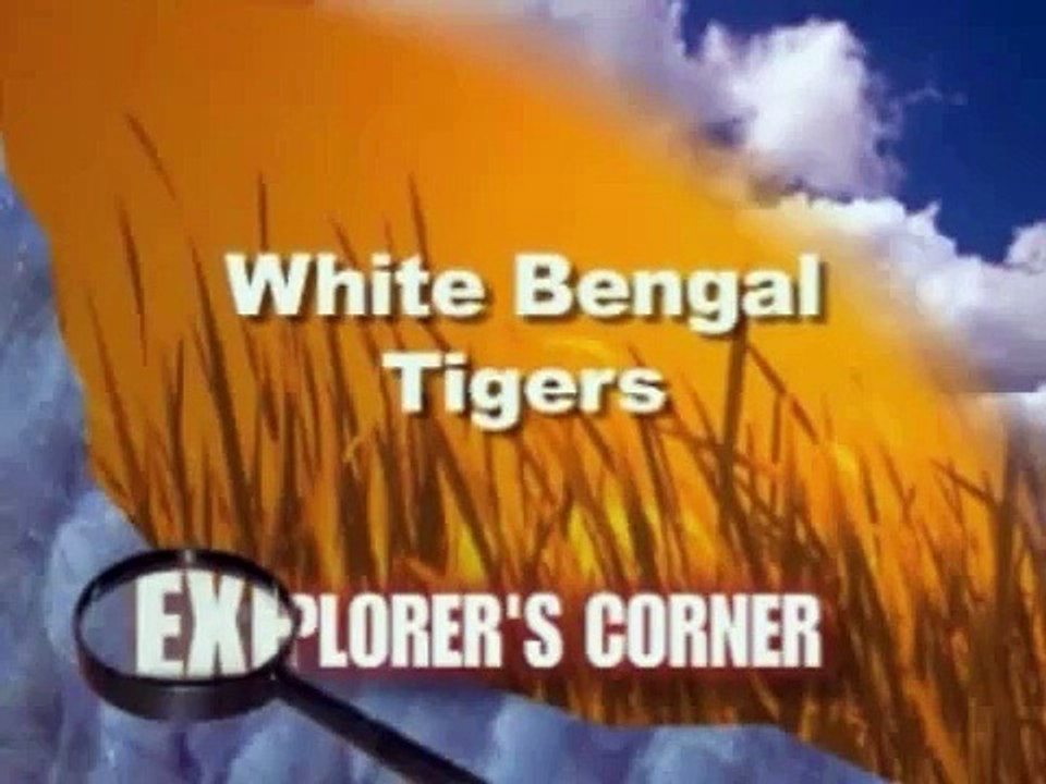 Feeding the White Tigers at the Houston Downtown Aquarium