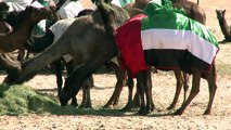 Al Dhafra Camel Festival Abu Dhabi Teil I