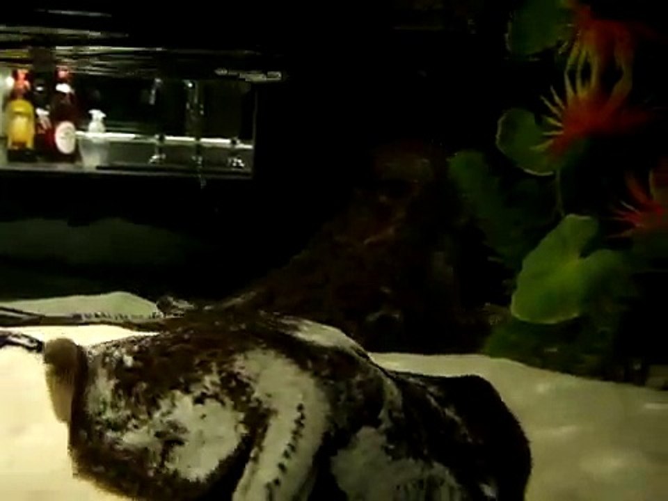 Motoro Stingray Bar 10-20-08