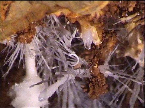 Grotte des Charbons - Saint-Pons-les Thomières -34220