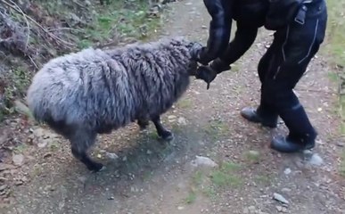 İnsanlara Saldıran Öfkeli Koç