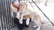 Cute lion cubs sucking thumbs!