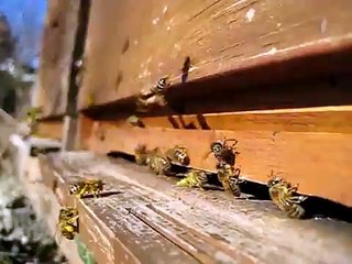 Bees in Spring, Bienen im Fruehling