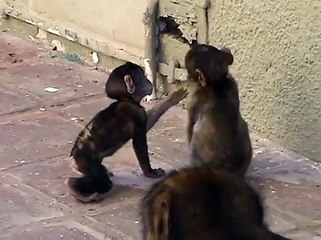 Monkey Antics: Baby Ape Takes Up Smoking... and Promptly Quits!