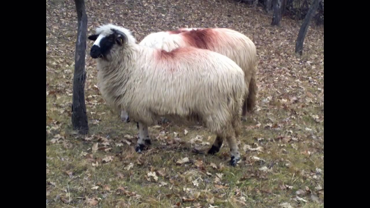 Oi breze de vanzare, judetul arges, tel.0764307034