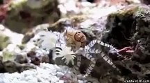 Lustige Krabbe - Funny Crab