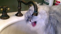 Funny kitten video Purrcy shaded persian cat in sink drinking water.  7 months old